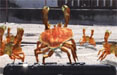 Buongiorno: blog-spot a ritmo di Crabdance 